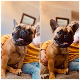 French Bulldog Puppies from Bailey French Bulldogs