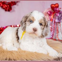 Sarabi - Merle female Cockapoo puppy in Connersville, Indiana from Deaz Doodle Ranch