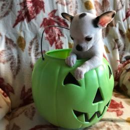 Chihuahua Puppies from Chilove Chihuahuas