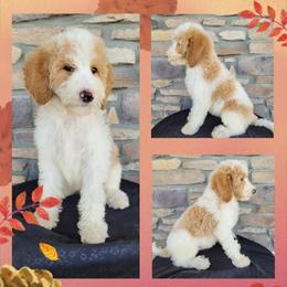 Goldendoodle Puppies from Rose's Doodles