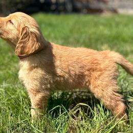 Golden Retriever puppies from Hosmer's Golden Retrievers