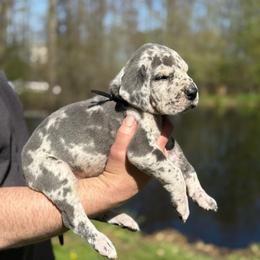 Reed - Merle male Great Dane puppy in Beulah, Michigan from Northwood Euro Danes and Bassets