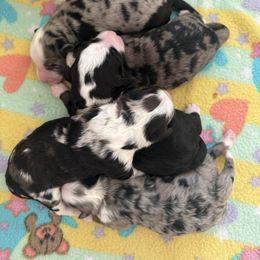 Australian Mountain Doodle puppies from Signature Doodles