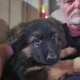 Green - Black and red female German Shepherd puppy in Carbondale, Kansas from T and M Elite Europeans German Shepherds