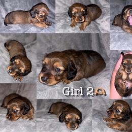 Dachshund Puppies from Bendita Kennels