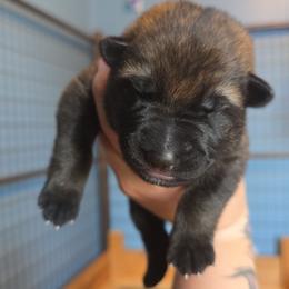 Blue - Sable male German Shepherd puppy in Nekoosa, Wisconsin from Waldrand Kennel LLC