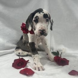 Great Dane Puppies from Catskills Greatest Danes