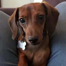 Honey - Dachshund