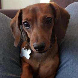 Honey - Dachshund