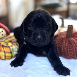 Pecan Pie - Black female Labrador Retriever puppy in Taylors, South Carolina from Spring Water Labs of the Carolinas