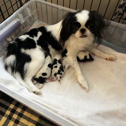 Japanese Chin puppies from Montra Japanese Chin & Cavalier King Charles Spaniels