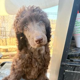 Pluto (zGrace) - Brown male Poodle puppy in Meadowbrook, California from Standard Poodle Pups
