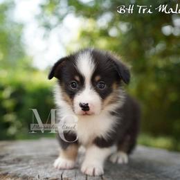 Linen (Tri Male) - Black and tan male American Corgi puppy in Straughn, Alabama from Magnolia Creek Corgis