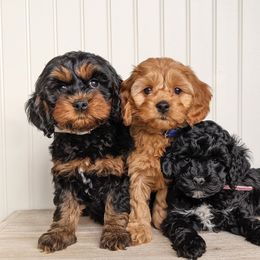 Cockapoo Puppies from Greta's Cockapoos