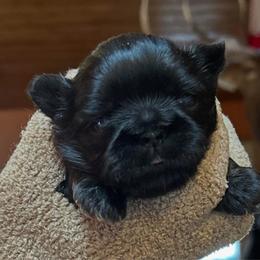 Iridessa - Red female Shih Tzu puppy in Nekoosa, Wisconsin from Brox Acres House of Fur LLC