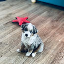 FERB - Blue merle male Toy Australian Shepherd puppy in Syracuse, Indiana from Klenke Toy Aussies