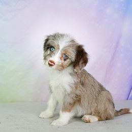Aussiedoodle Puppies from Dreamcatcher Dogs