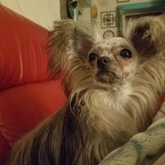 Mi-Ki Puppies from Mi-Kis of OZ