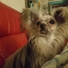Mi-Ki Puppies from Mi-Kis of OZ