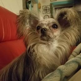 Mi-Ki Puppies from Mi-Kis of OZ