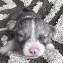 Finn - Blue male Pembroke Welsh Corgi puppy in Mount Nebo, West Virginia from Summersville Corgis of Groves Farm