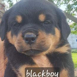 Boy 1 - Black and mahogany male Rottweiler puppy in De Witt, Iowa from Irish Eyes Kennels