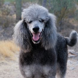 Anja - Poodle