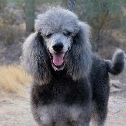 Anja - Poodle