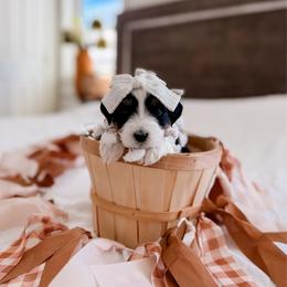 Vera - Black and white female Bernedoodle puppy in Cold Spring, Minnesota from A.N.A. Doodles