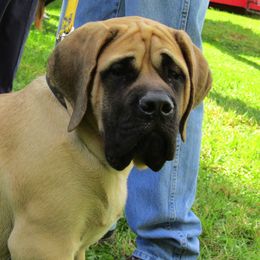 Mastiff All Grown Up from Green Meadow Mastiffs