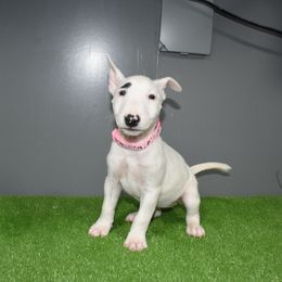 Pink Collar Female - White female Miniature Bull Terrier puppy in Fontana, California from JLB Beagles & MBT