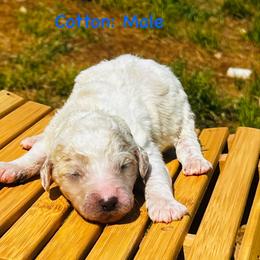 Cotton - Cream male Goldendoodle puppy in Baldwin, Georgia from Simmons F1b Goldendoodles