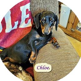 Chloe - Dachshund
