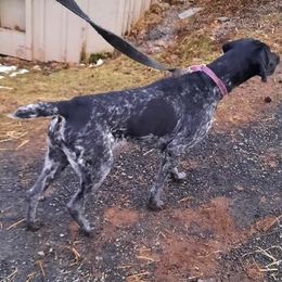 Onyx - German Shorthaired Pointer
