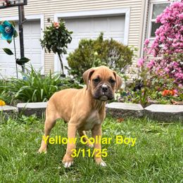 Yellow Collar Boy - Fawn Boxer puppy in East Longmeadow, Massachusetts from Boxer Bliss
