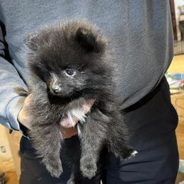Saffron - Black parti female Pomeranian puppy in Newport News, Virginia from Itty Bitty Poms