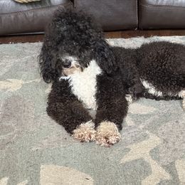 Bernedoodle, Goldendoodle, and Shih Tzu Puppies from TrueLine kennels