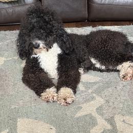 Bernedoodle, Goldendoodle, and Shih Tzu Puppies from TrueLine kennels