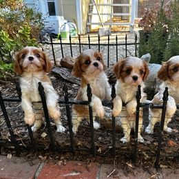 Cavalier King Charles Spaniel Puppies from Diamond Valley Ranch