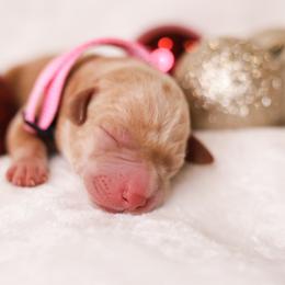 Labrador Retriever Puppies from AGL Retrievers