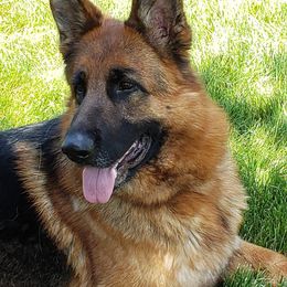 German Shepherds from Wind Dancer Kennels