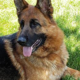 German Shepherds from Wind Dancer Kennels