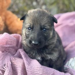 Niamh - Sable female German Shepherd puppy in Dover, Delaware from Fornax