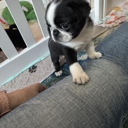 Pug Puppies from Jamie's Rainbow Pugs
