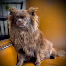 Cocoa - Pomeranian