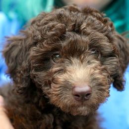 Poodle Puppies from 'Capon Cuties