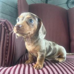 Butterscotch - Chocolate and tan male Dachshund puppy in Arthur, Illinois from Chupp’s Puppies