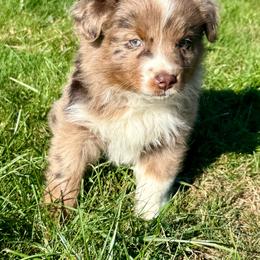 Maple - Red merle female Australian Shepherd puppy in Otis, Oregon from Heritage Hill Aussies