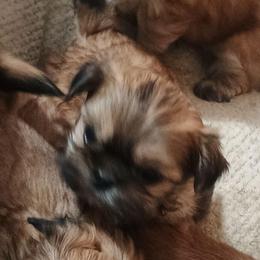 Lucy - Sable female Shih Tzu puppy in Austin, Minnesota from Bearpaw Shih Tzus