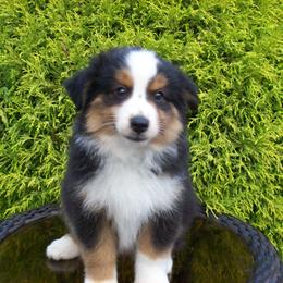 Amos - Black tri male Miniature American Shepherd puppy in Atwood, Illinois from Buck-Run Puppies